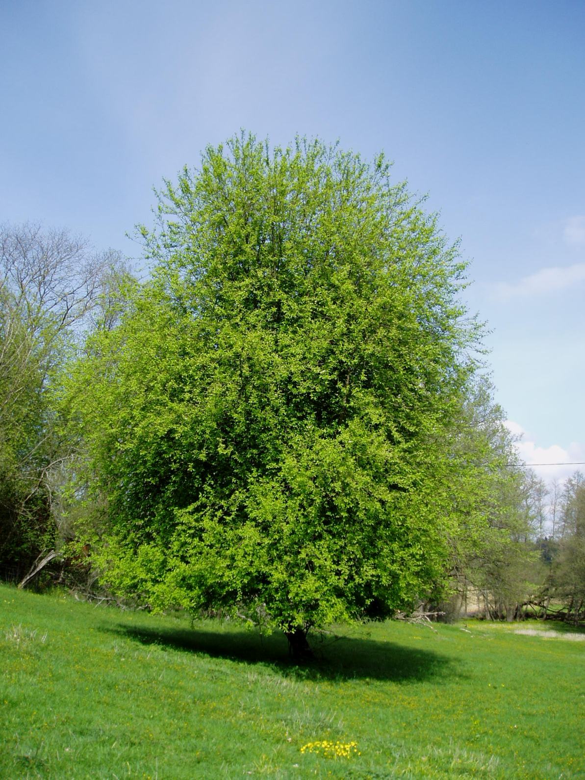 European Bird Cherry photo 7