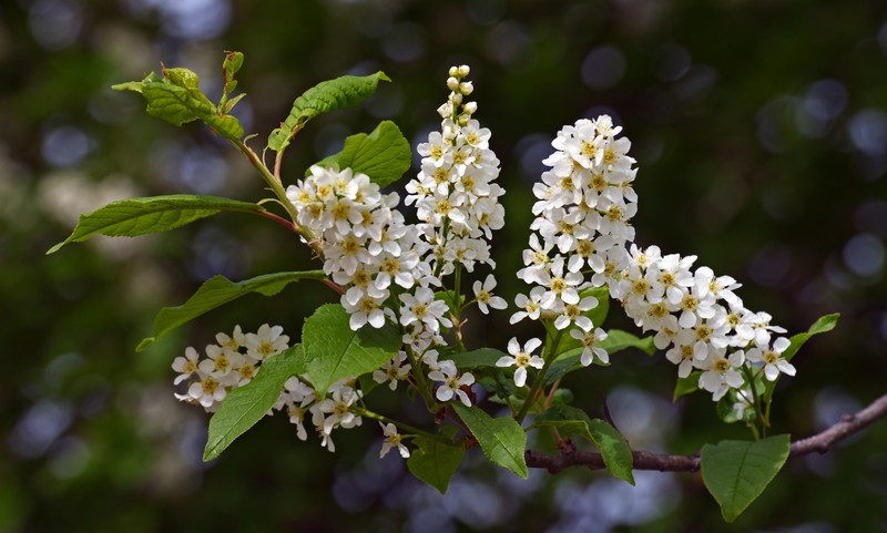 European Bird Cherry photo 3