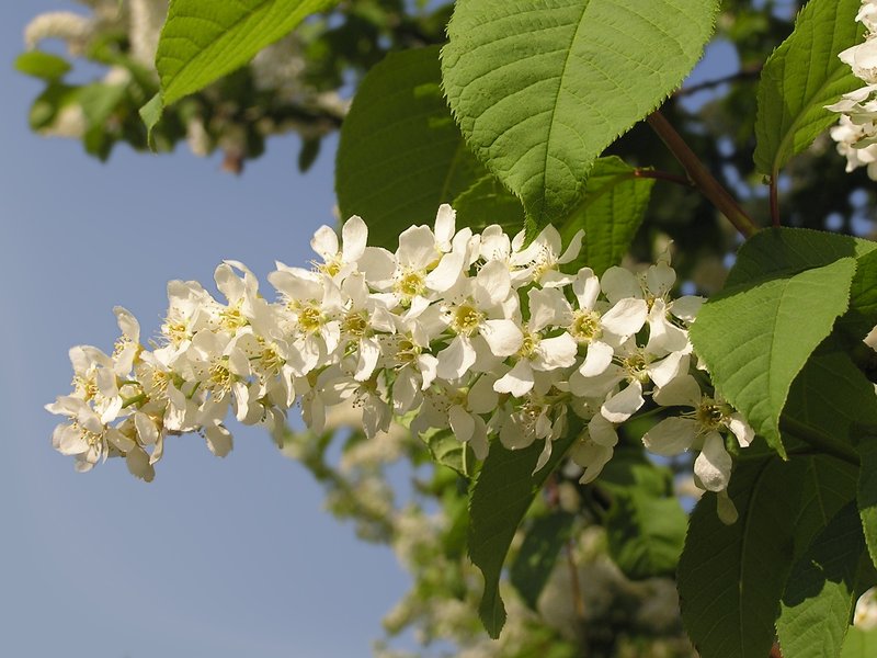 European Bird Cherry photo 8