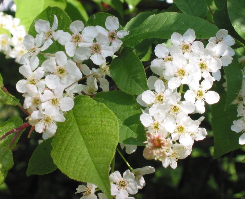 European Bird Cherry