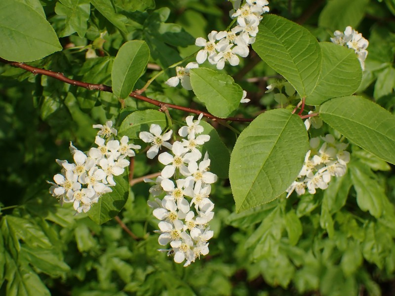 Prunus padus var. padus