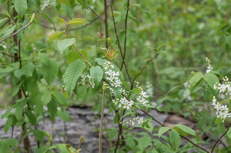 Prunus padus var. padus photo 2