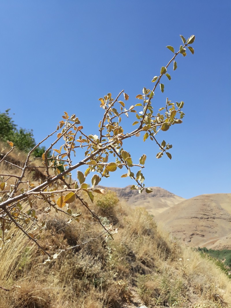 Prunus paradoxa
