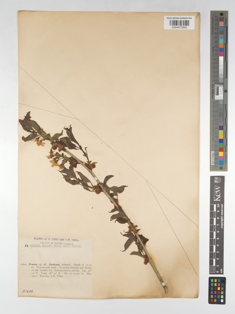 Prunus patentipila