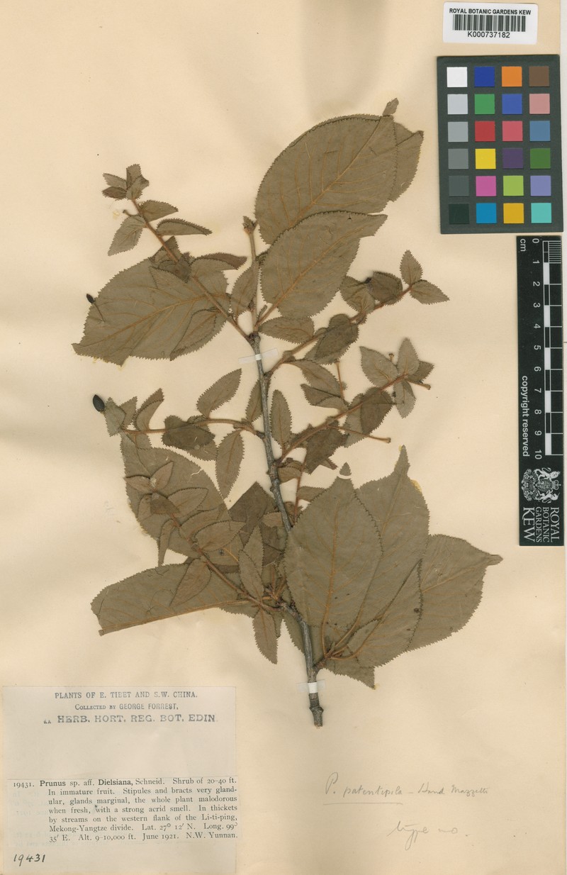 Prunus patentipila photo 2