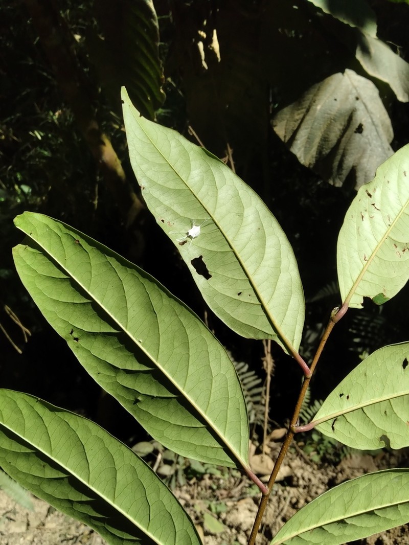 Prunus pearcei
