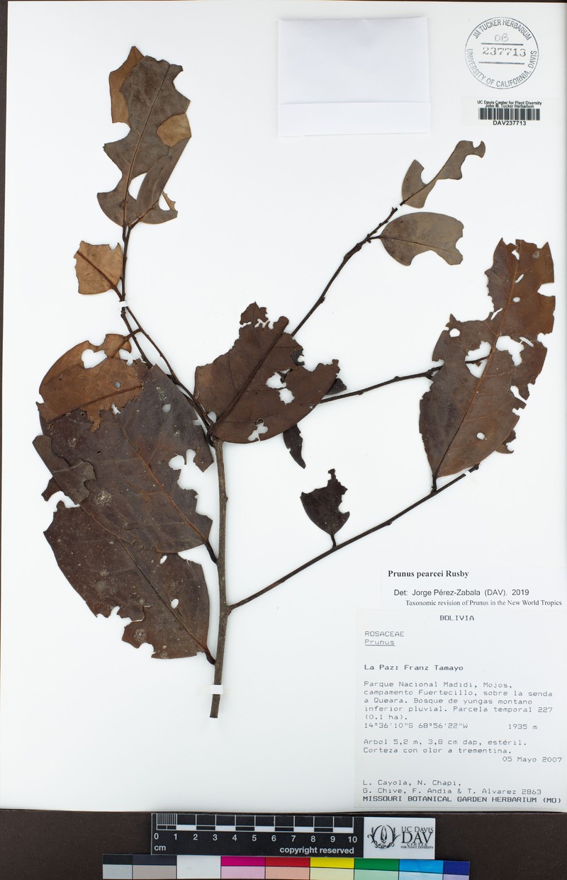Prunus pearcei photo 2