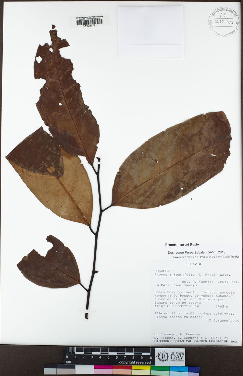 Prunus pearcei photo 3