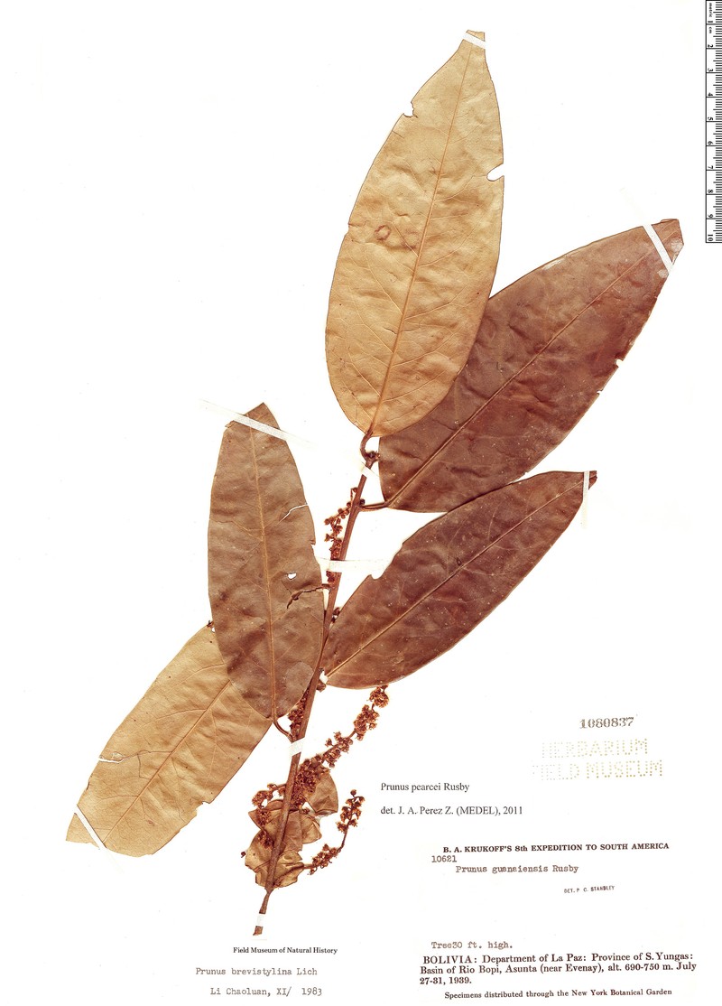 Prunus pearcei photo 5