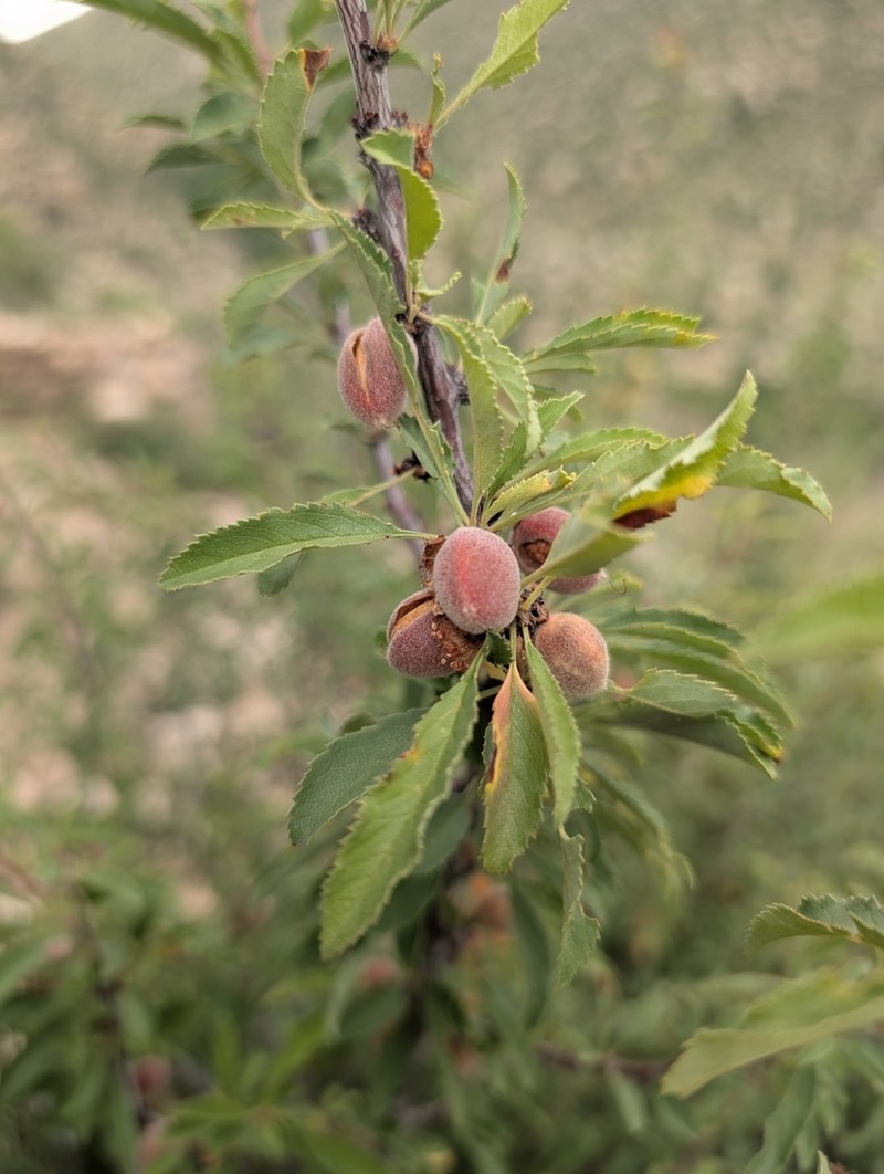 Prunus pedunculata photo 2