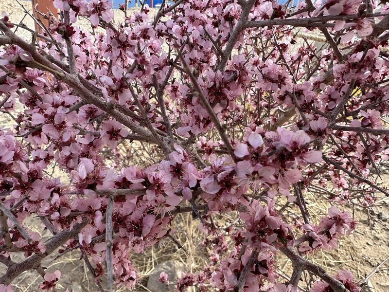 Prunus pedunculata photo 3