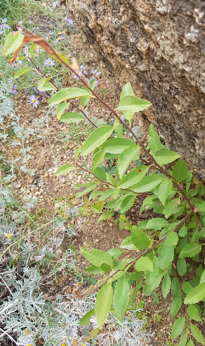 Prunus pedunculata photo 4