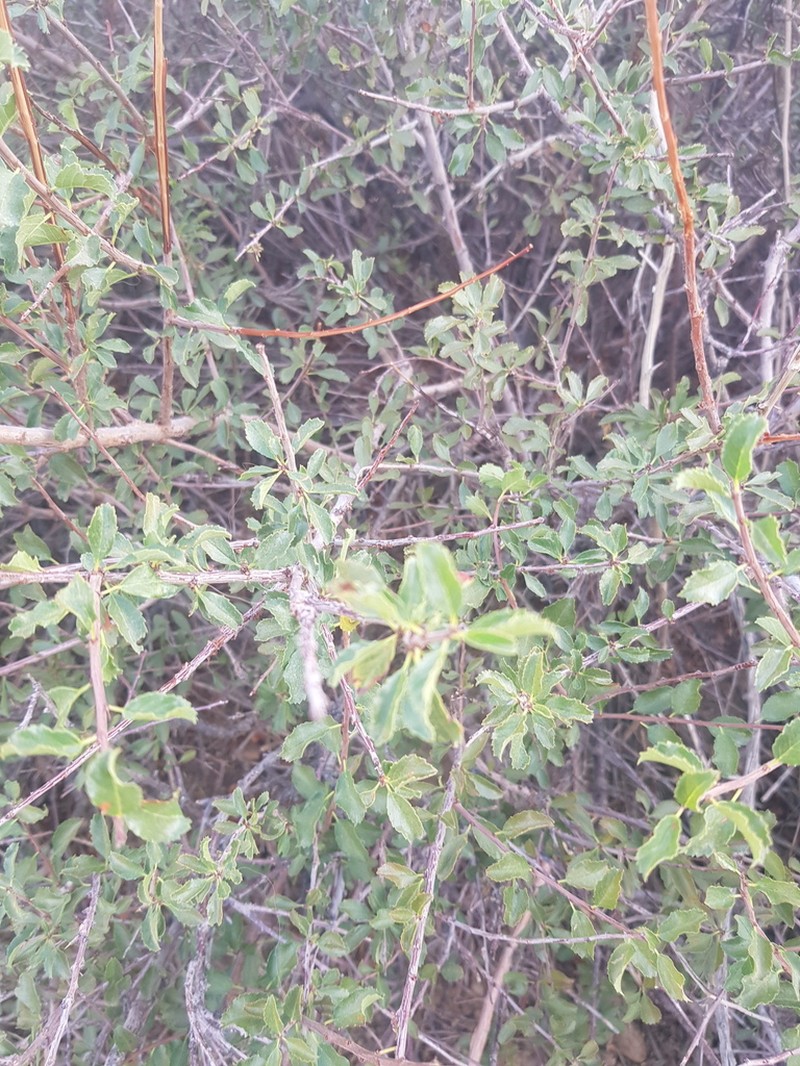 Prunus pedunculata photo 5