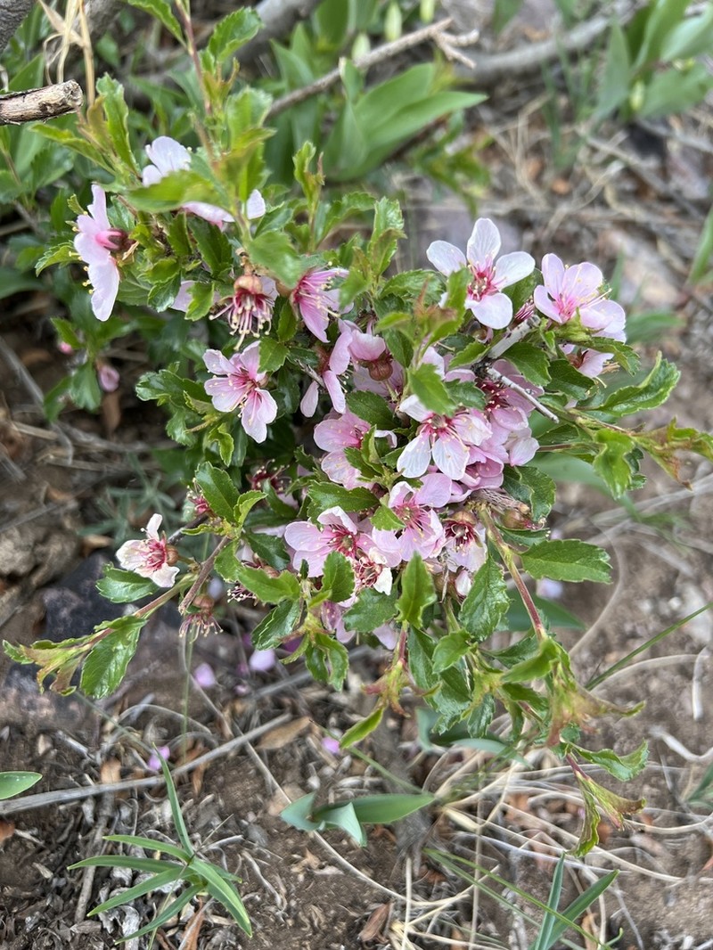Prunus pedunculata photo 6