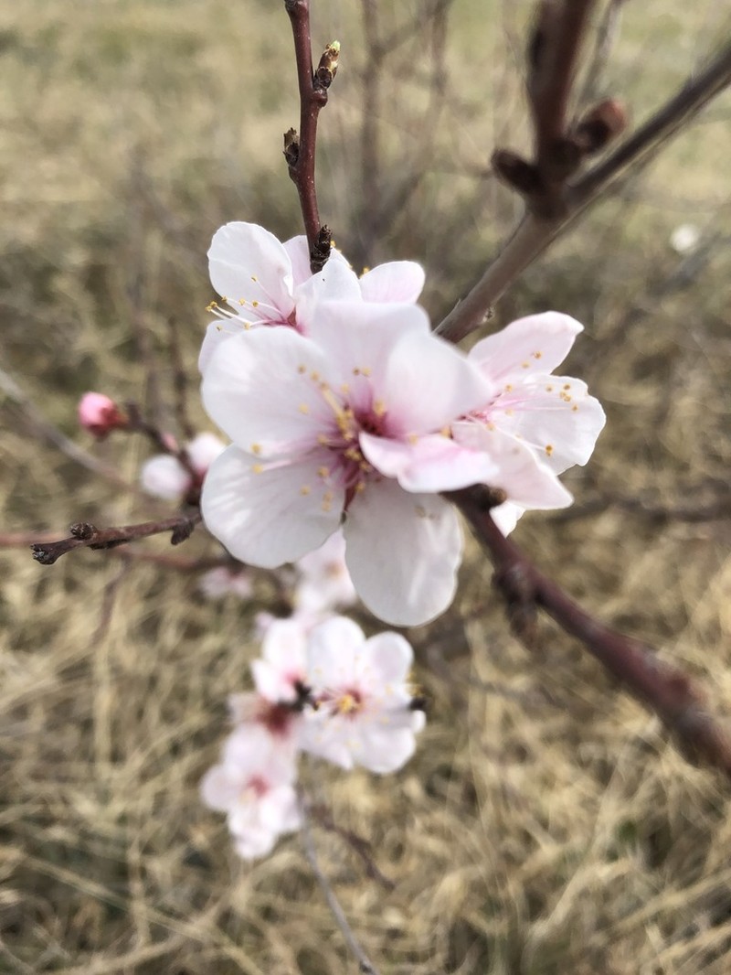 Prunus pedunculata photo 7