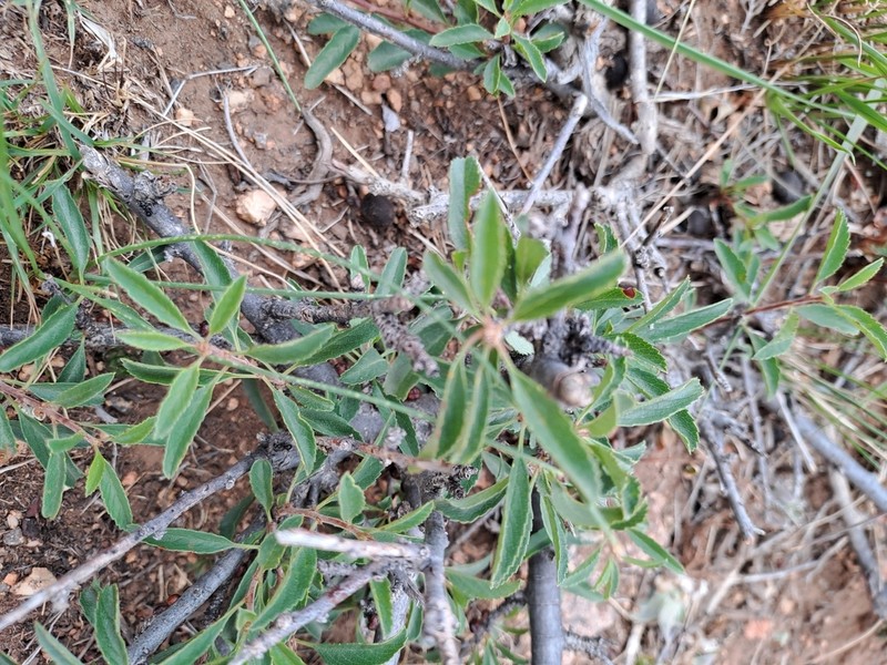 Prunus pedunculata photo 8