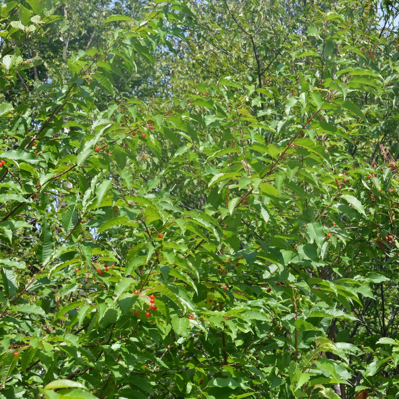 Pin Cherry photo 2
