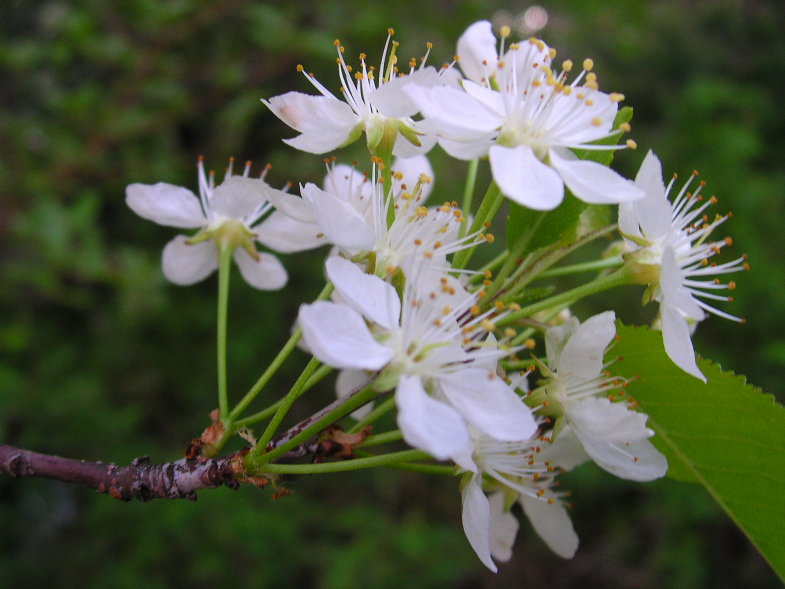Pin Cherry photo 3
