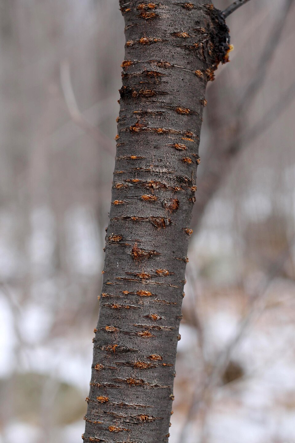 Pin Cherry photo 4