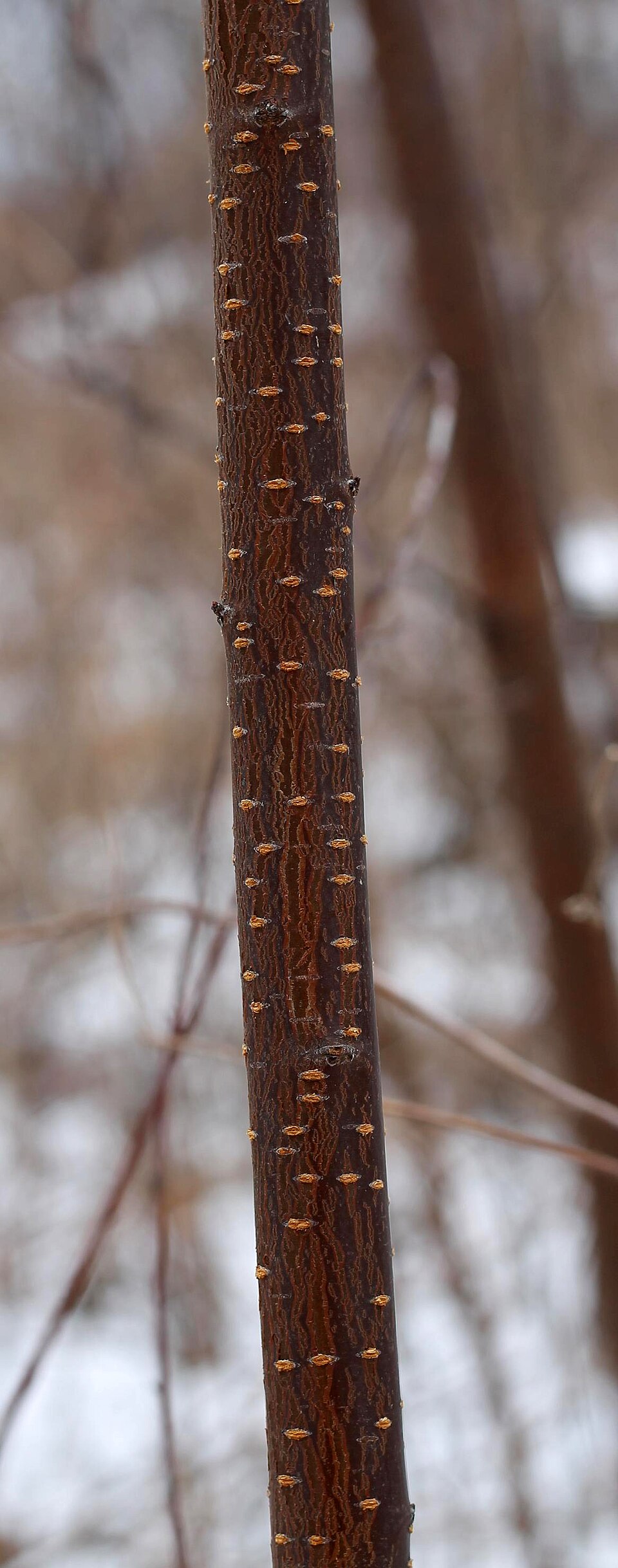 Pin Cherry photo 5