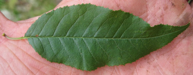 Pin Cherry photo 6