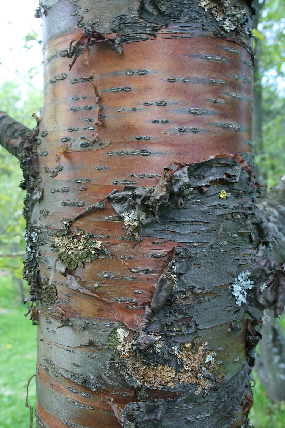 Pin Cherry photo 6