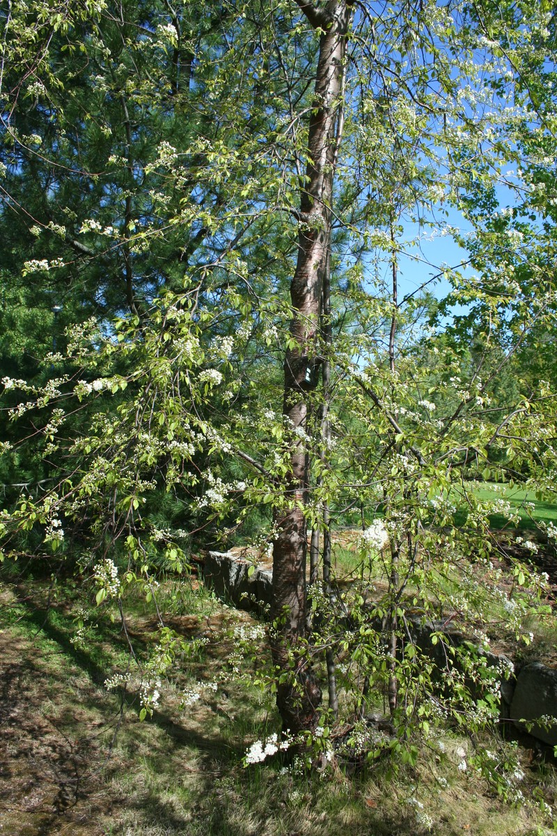 Pin Cherry photo 7