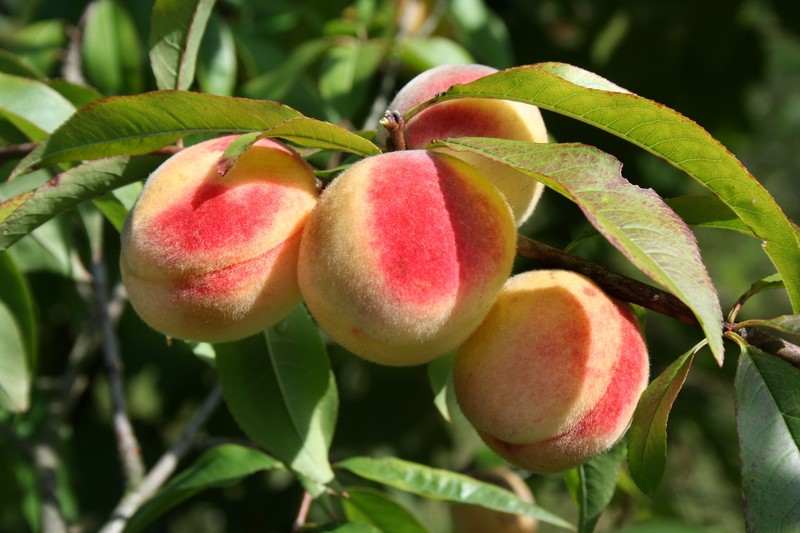 Peach photo 4
