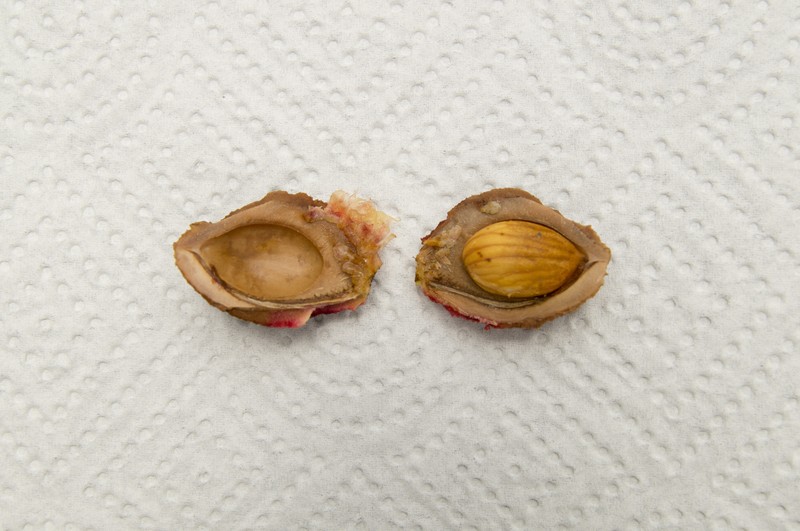 Peach photo 5