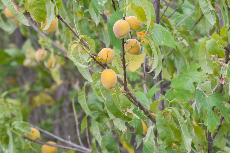 Peach photo 6