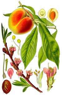 Peach