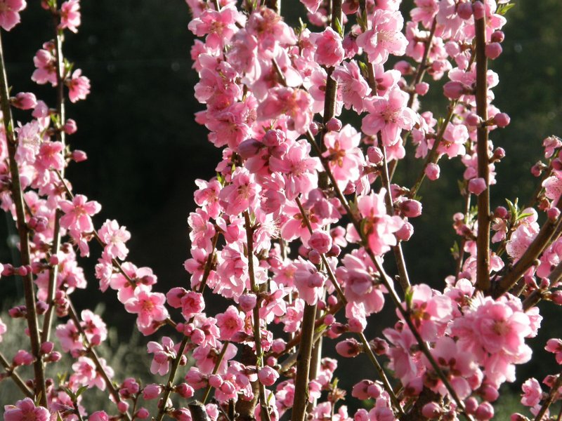 Peach photo 2