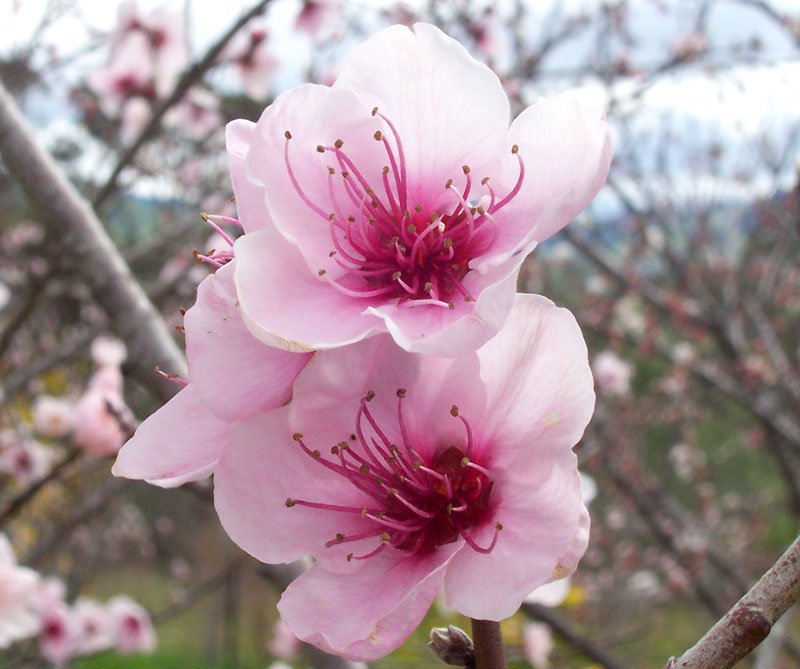 Peach photo 3