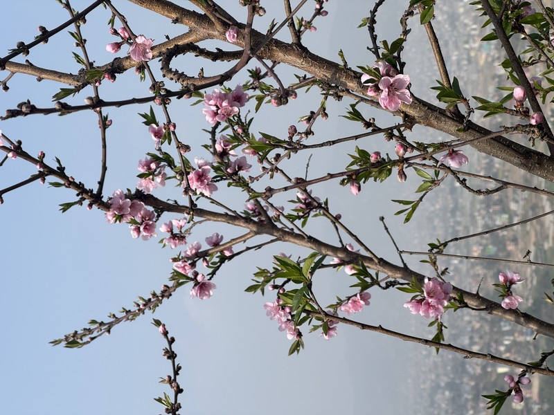 Peach photo 4