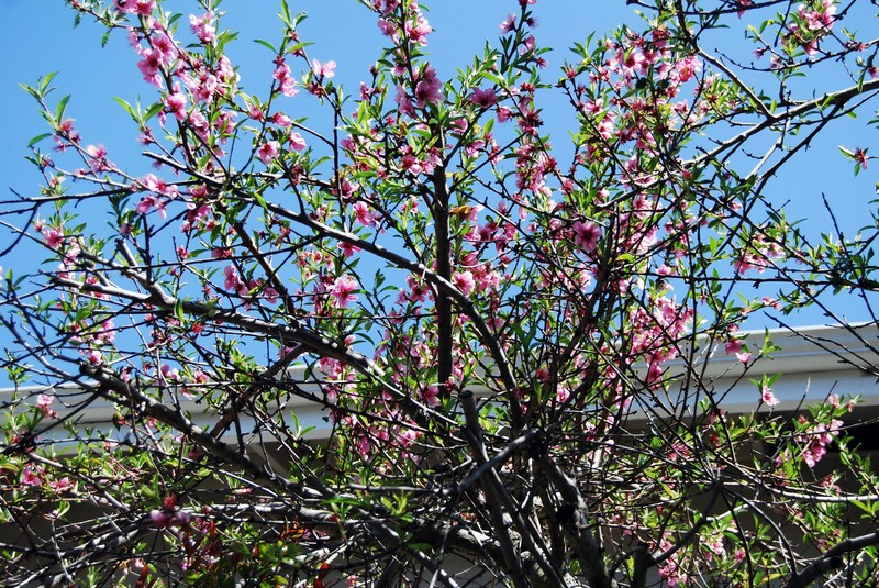 Peach photo 5