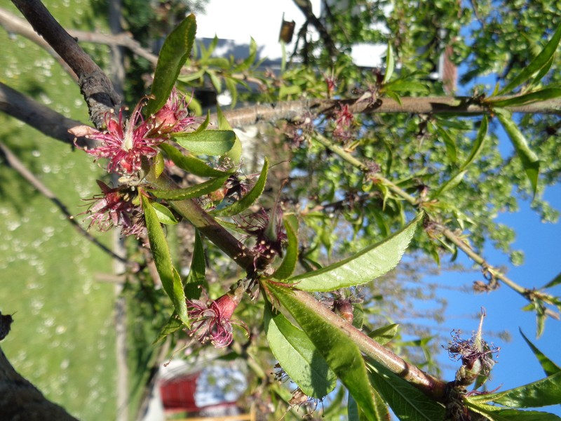 Peach photo 7