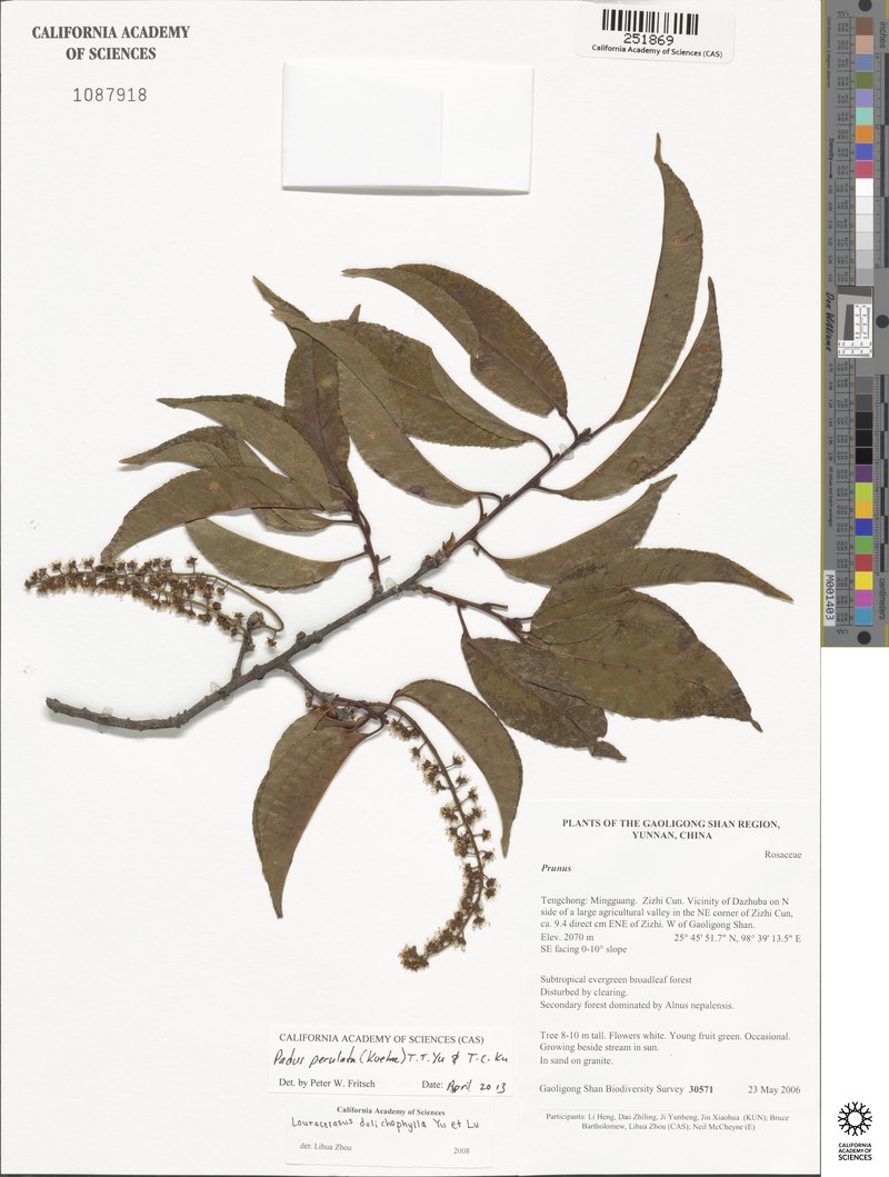 Prunus perulata