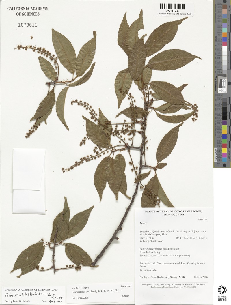 Prunus perulata photo 2