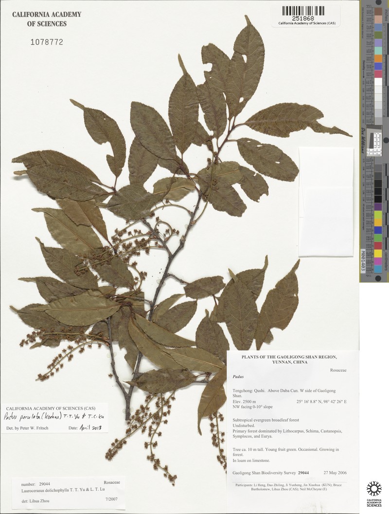 Prunus perulata photo 3