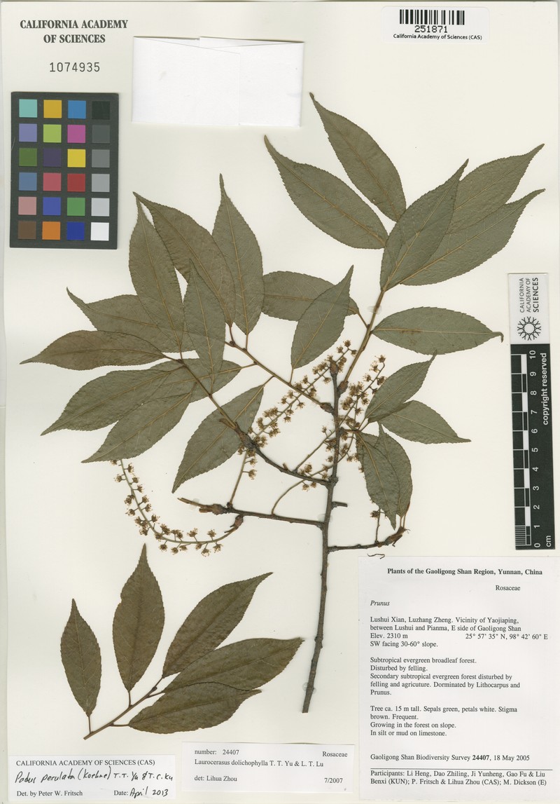 Prunus perulata photo 4