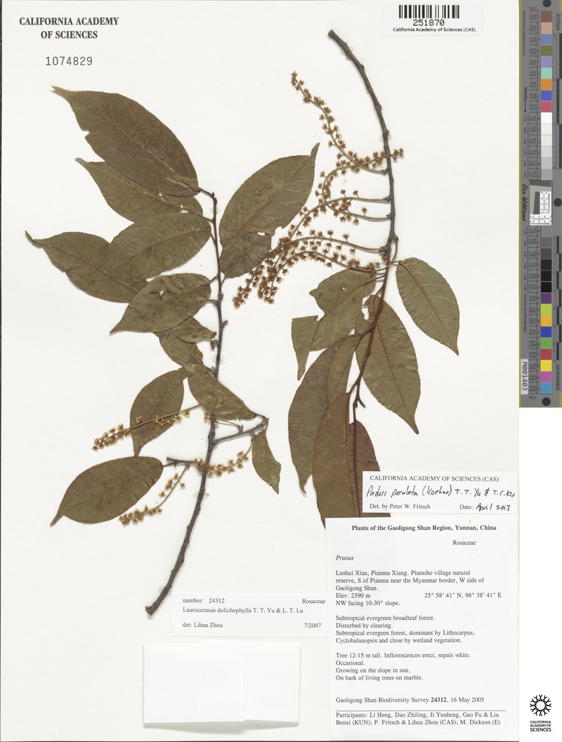 Prunus perulata photo 5