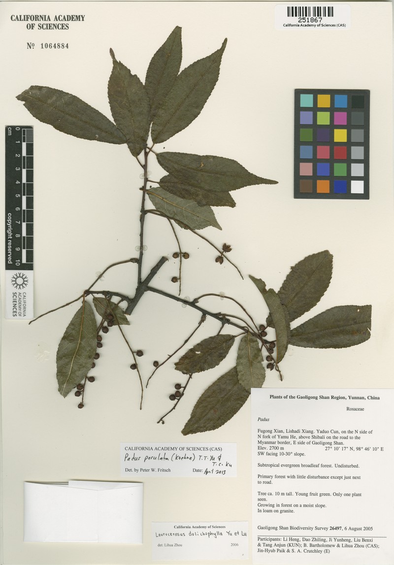 Prunus perulata photo 6