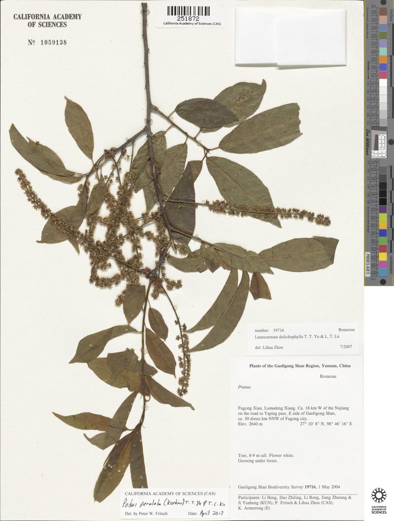 Prunus perulata photo 7