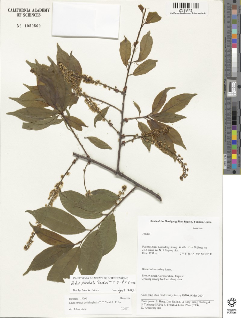 Prunus perulata photo 8