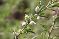Prunus petunnikowii