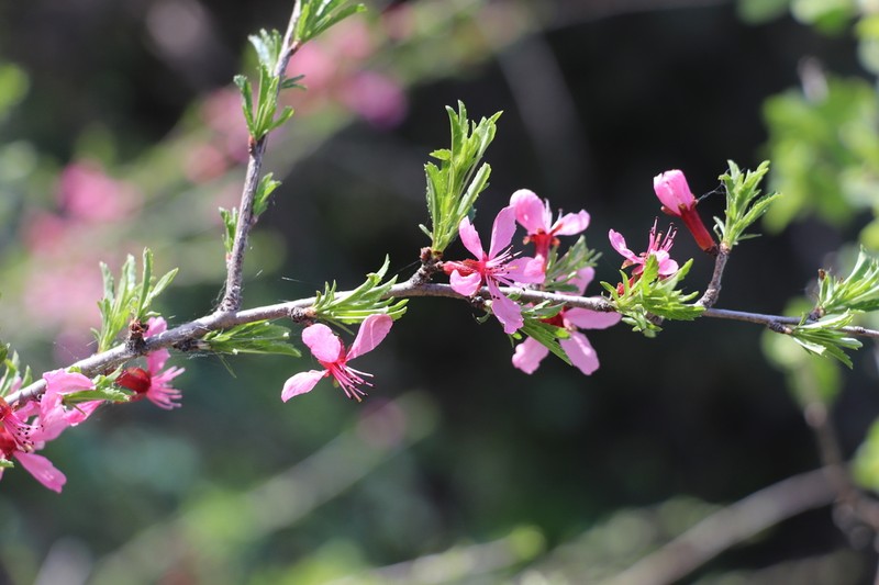 Prunus petunnikowii photo 2