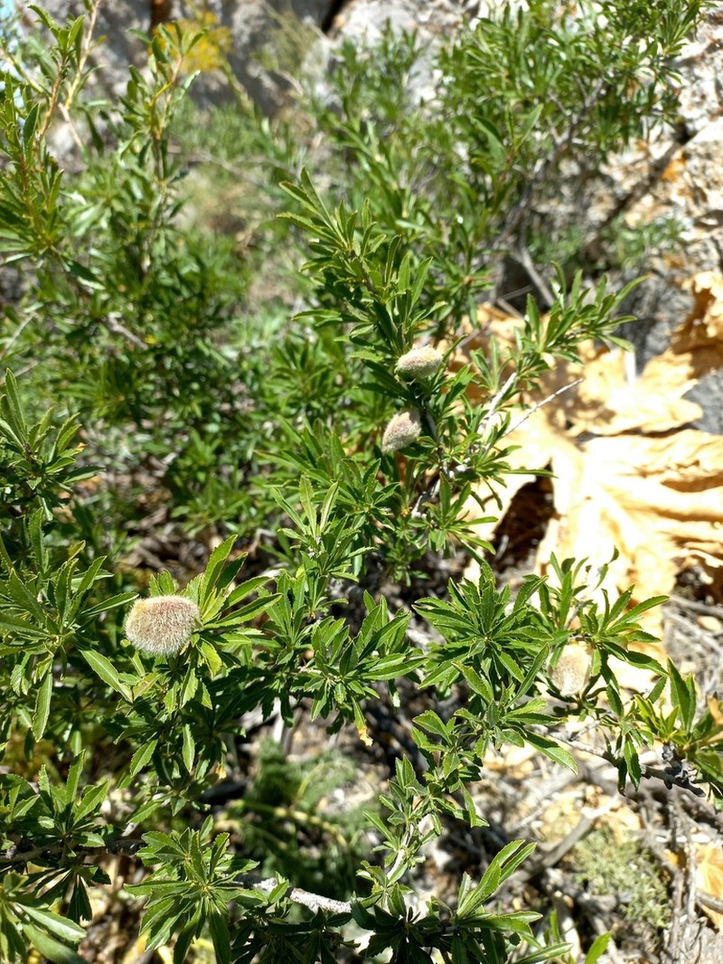 Prunus petunnikowii photo 3