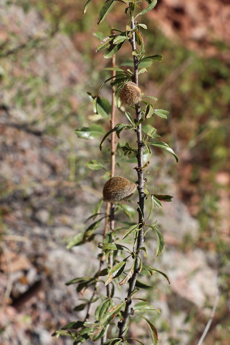 Prunus petunnikowii photo 4