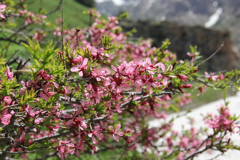 Prunus petunnikowii photo 5