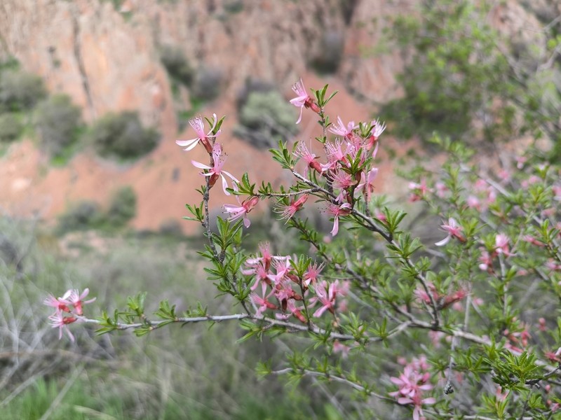 Prunus petunnikowii photo 6
